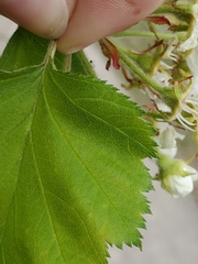 Crataegus submollis