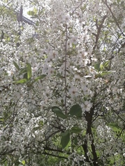 Prunus cerasus