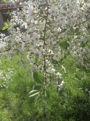 Prunus cerasus