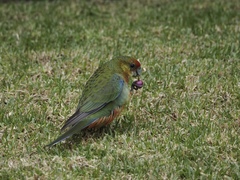 Platycercus icterotis icterotis