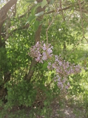 Syringa vulgaris