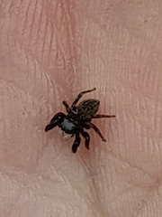 Euophrys herbigrada