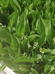 Convallaria majalis