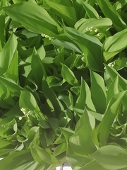 Convallaria majalis