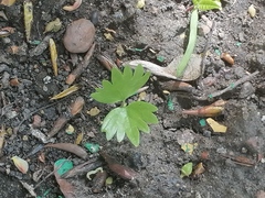 Tilia cordata