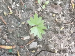 Tilia cordata
