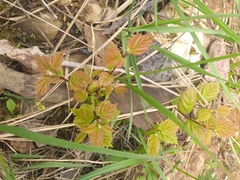 Acer tataricum