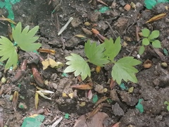 Tilia cordata