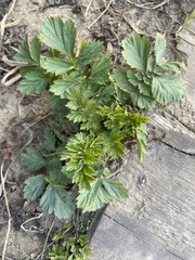 Geum aleppicum