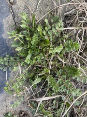 Potentilla paradoxa