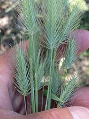 Hordeum murinum glaucum