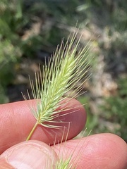 Hordeum murinum glaucum