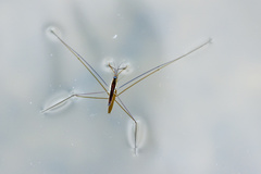 Aquarius elongatus