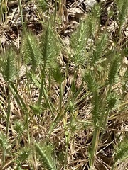Hordeum murinum glaucum