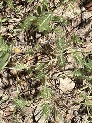 Hordeum murinum glaucum