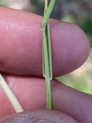 Hordeum murinum glaucum