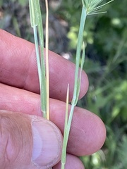 Hordeum murinum glaucum