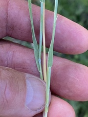 Hordeum murinum glaucum