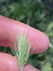 Hordeum murinum glaucum