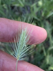 Hordeum murinum glaucum