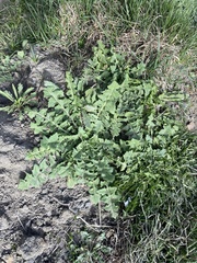 Sisymbrium loeselii