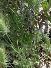 Hordeum murinum glaucum