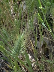 Hordeum murinum glaucum