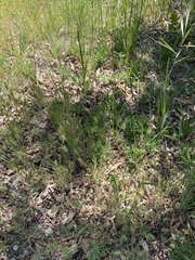 Hordeum murinum glaucum