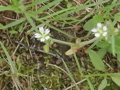 Cerastium
