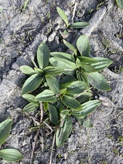 Plantago depressa
