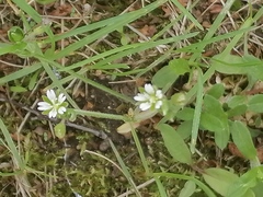 Cerastium
