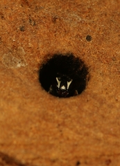 Hylaeus sedens