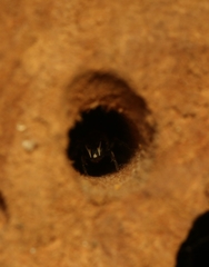 Hylaeus sedens