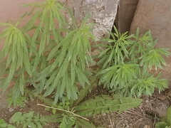 Linaria vulgaris