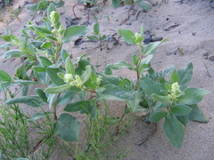 Polygonum sericeum