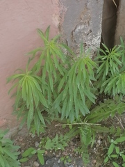 Linaria vulgaris