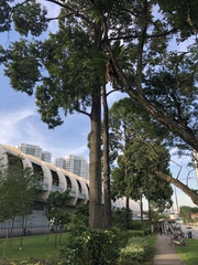 Hopea odorata
