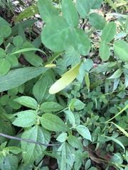 Hopea odorata