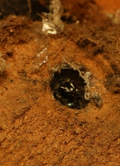 Hylaeus sedens
