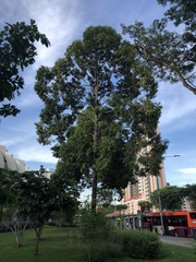 Hopea odorata