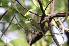 Meliphaga notata