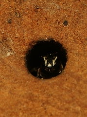 Hylaeus sedens