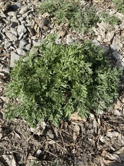 Artemisia sieversiana