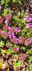 Thymus camphoratus