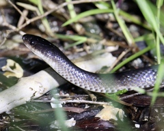 Stegonotus australis