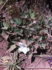 Calystegia subacaulis subacaulis