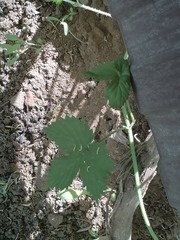 Humulus lupulus