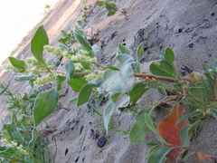 Polygonum sericeum