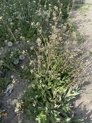 Capsella bursa-pastoris