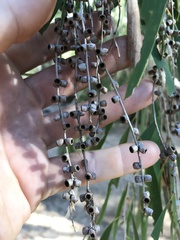 Melaleuca fluviatilis
